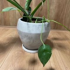 モンステラ　観葉植物【お値段相談可】 の画像