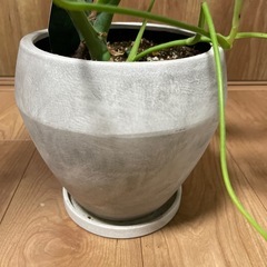 モンステラ　観葉植物【お値段相談可】 の画像