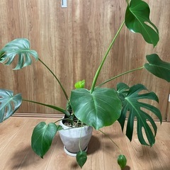 モンステラ　観葉植物【お値段相談可】 