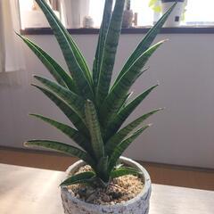 サンスベリア☆