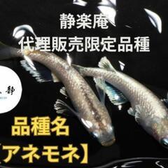 6/29(日)•30(月)人気の「改良めだか販売」‼️♢名古屋改良メダカ直売所 - 名古屋市