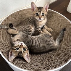 可愛い兄妹4匹　里親募集！栃木県から