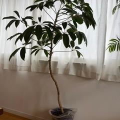 ツピザンタス