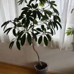ツピザンタス(観葉植物)の画像