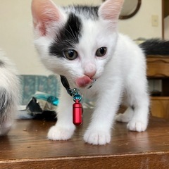 オス猫（にゃっ太）仮名