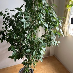ベンジャミン(観葉植物)の画像