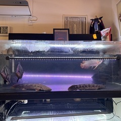 ギセラビチャーの画像