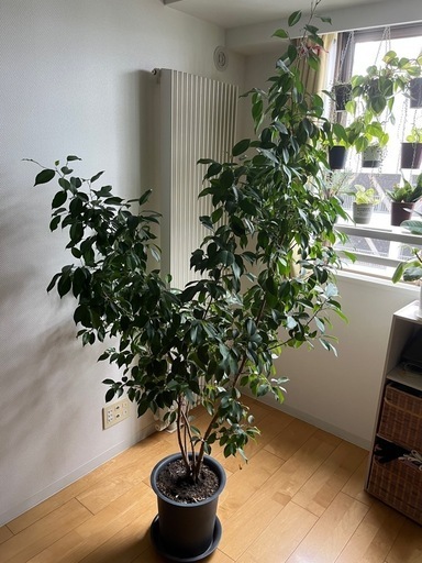 ベンジャミン(観葉植物)