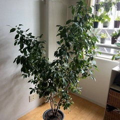 ベンジャミン(観葉植物)