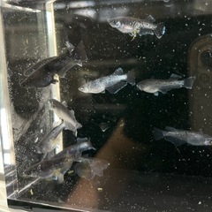 アルティマニア　卵　30個以上の画像