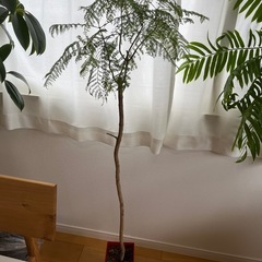 ジャカランダ(観葉植物)