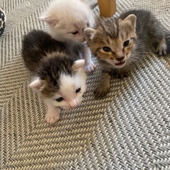 生後3週間子猫の里親募集中
