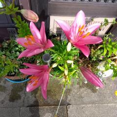 百合の鉢ですの画像
