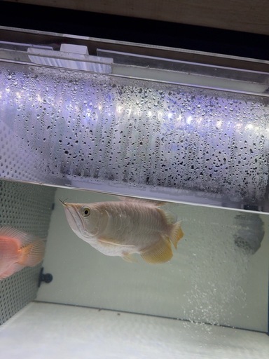 過背金龍　ショートボディ