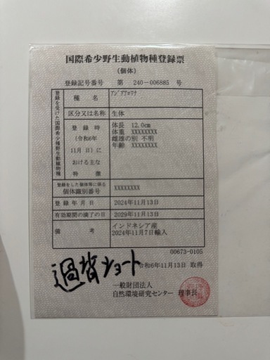 過背金龍　ショートボディ