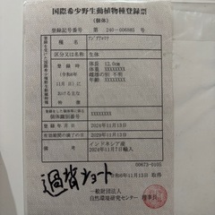 過背金龍　ショートボディの画像