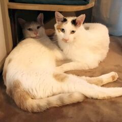 姉妹猫の里親募集