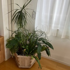 観葉植物(寄せ鉢)#売約済