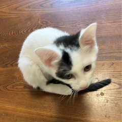 オス猫（にゃっ太）仮名 - 猫