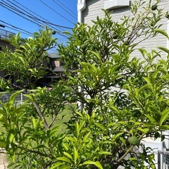 ゆずの木の画像
