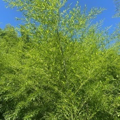七夕用(笹，竹)の画像