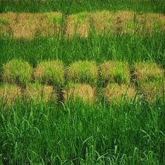 稲の苗が枯れて困っております。