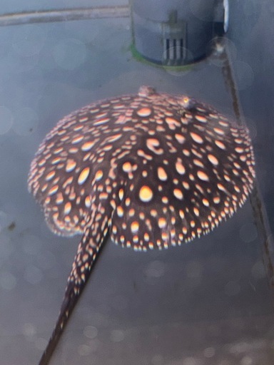 問い合わせ中断中  
ダイヤモンドポルカ 淡水エイ ポルカドットスティングレイ 熱帯魚 大型魚 水槽