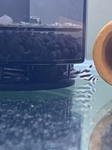 インペリアルゼブラプレコ