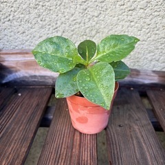 オカワカメ苗　(長生百薬)