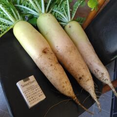 無農薬　自然菜園　大根1本から