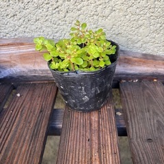 黄金丸葉万年草　抜き苗