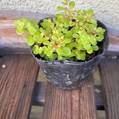 黄金丸葉万年草　抜き苗の画像