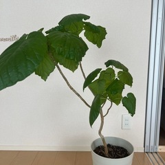 観葉植物　フィカス・ウンベラータの画像