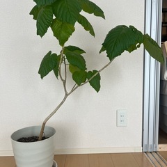 観葉植物　フィカス・ウンベラータの画像