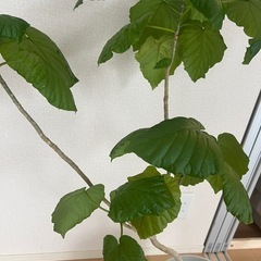 観葉植物　フィカス・ウンベラータの画像