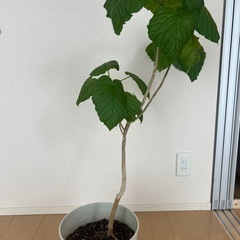 観葉植物　フィカス・ウンベラータの画像