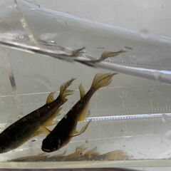 サタン（ブラックヒレ長メダカ）　今年春生まれの若魚　１５匹　１０００円の画像