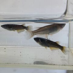 サタン（ブラックヒレ長メダカ）　今年春生まれの若魚　１５匹　１０００円の画像
