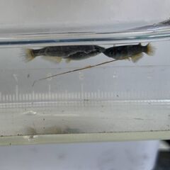 サタン（ブラックヒレ長メダカ）　今年春生まれの若魚　１５匹　１０００円の画像