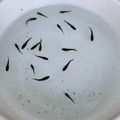 サタン（ブラックヒレ長メダカ）　今年春生まれの若魚　１５匹　１０００円の画像
