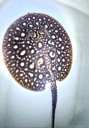 問い合わせ中断中  
ダイヤモンドポルカ 淡水エイ ポルカドットスティングレイ 熱帯魚 大型魚 水槽