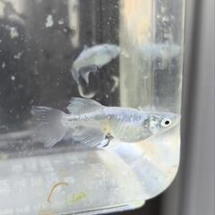 現物　メダカ　スペードシルバーアースアイ　1ペア+オス1の画像