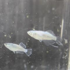 現物　メダカ　スペードシルバーアースアイ　1ペア+オス1の画像