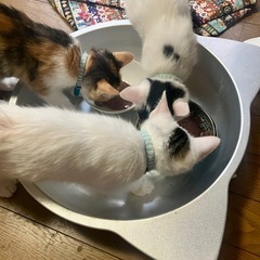 オス猫（にゃっ太）仮名 − 愛知県
