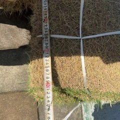 　芝　庭芝　草　　　の画像