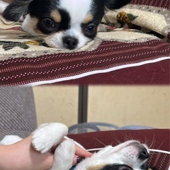 チワワ　1歳　可愛い　ブラックタン　　下呂市