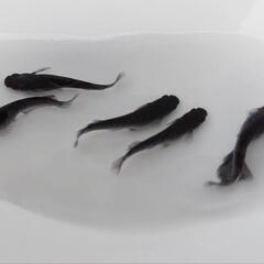 めだか　ミッドナイトフリル漆黒