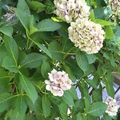 紫陽花 