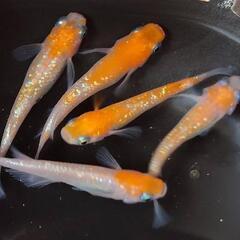 めだか　王華