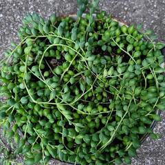 グリーンネックレス　多肉植物　ホーロー鉢付きの画像